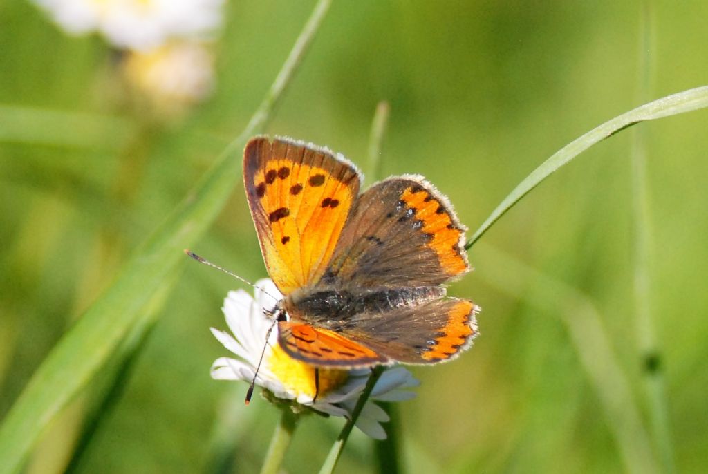 Lycaenidae : Lycaena phlaeas